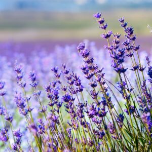 English Lavender product image