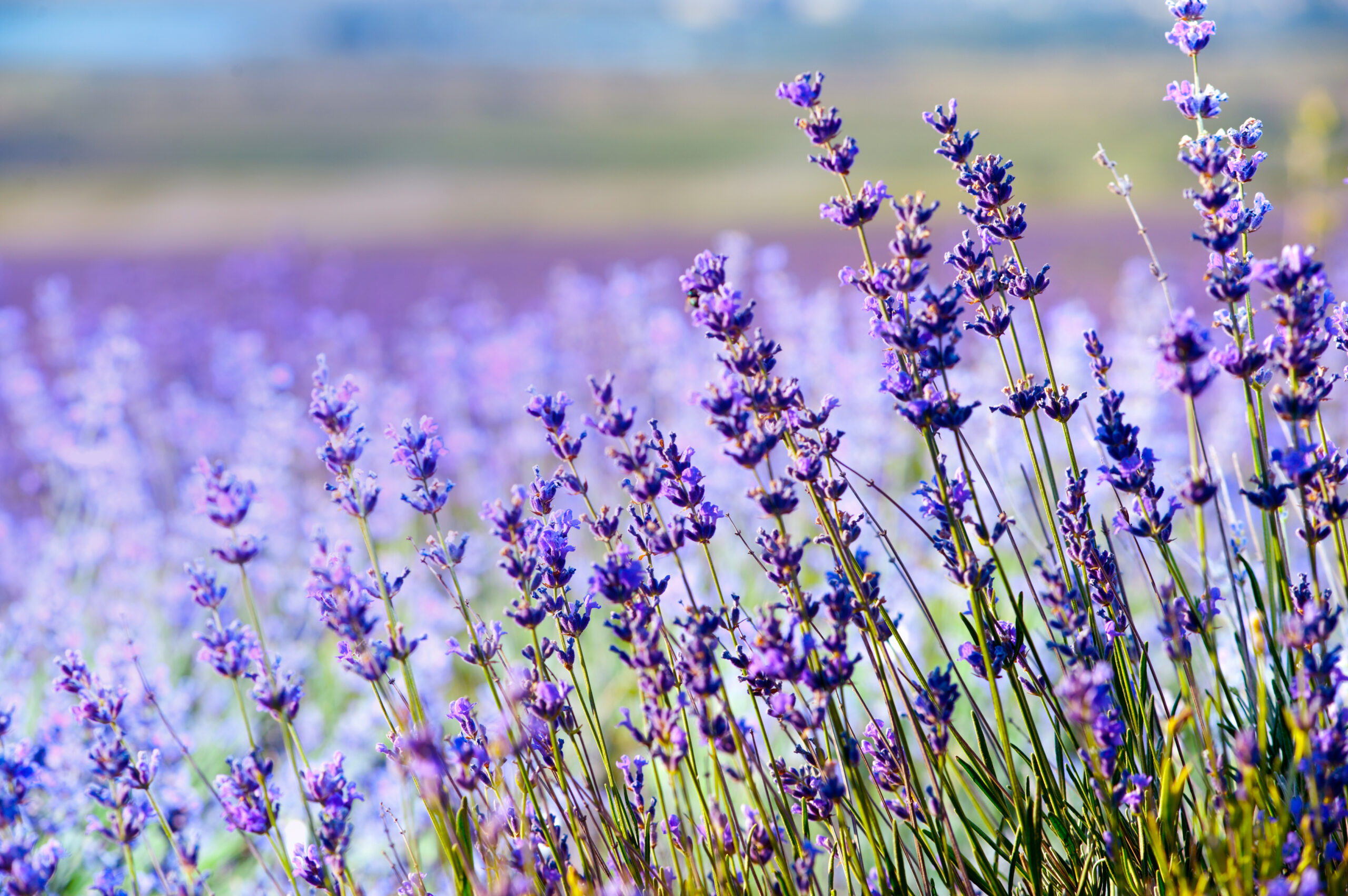 English Lavender product image