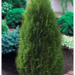 Cedar Emerald Petite product image