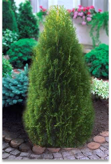 Cedar Emerald Petite product image