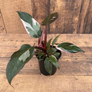 Philodendron 'Pink Princess' (4" pot)