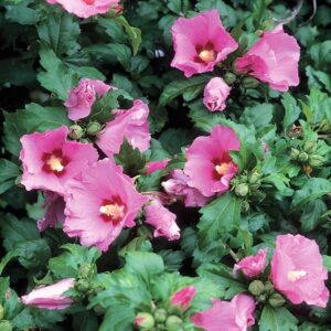 Rose of Sharon product image