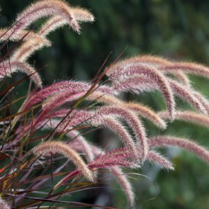 Purple Fountain Grass (6" pot) SAVE! 3 for $24
