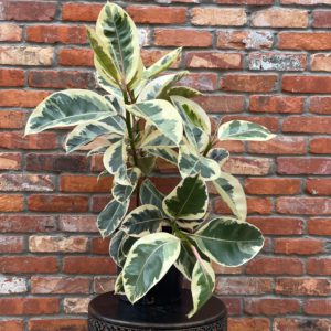 Ficus 'Tineke' (multiple sizes available)