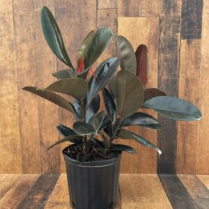 Ficus elastica 'Burgundy' (multiple sizes available)