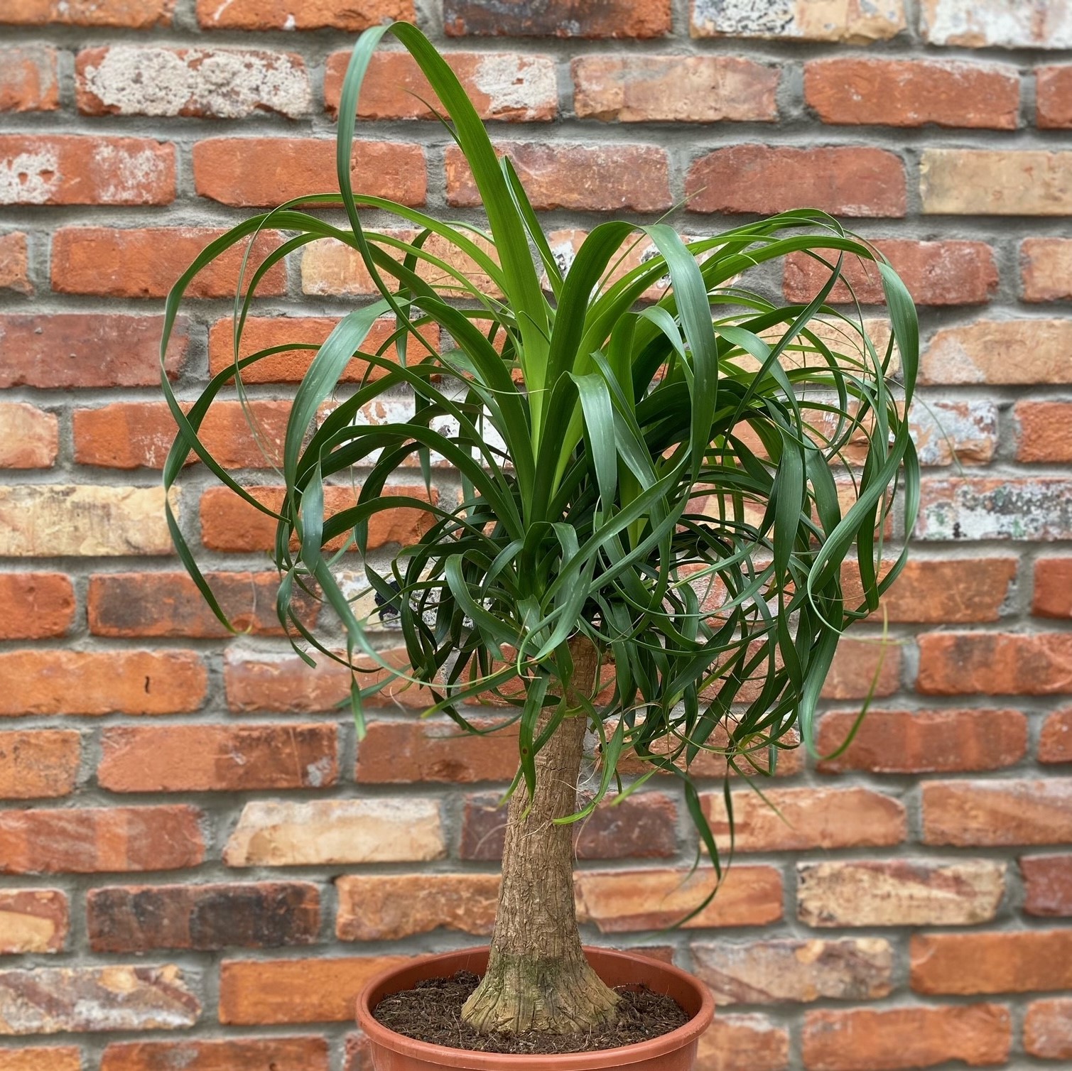 Ponytail Palm (10" pot)