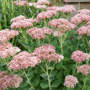 Showy Stonecrop Upright Sedum 2gal