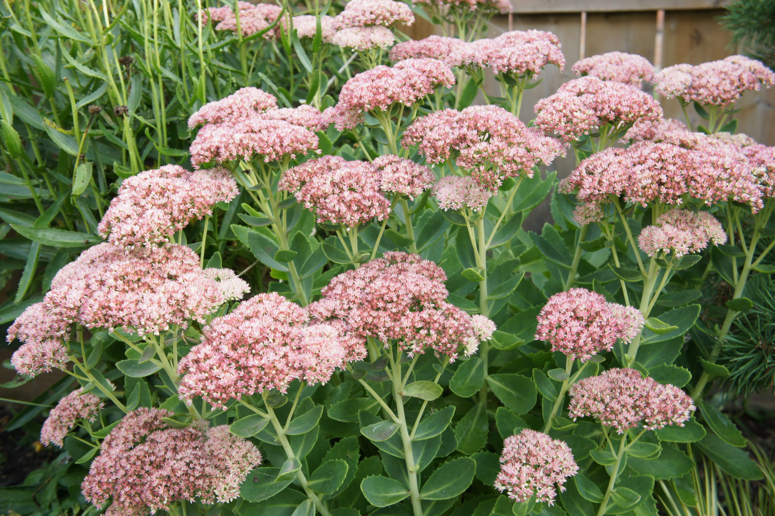 Showy Stonecrop Upright Sedum 2gal