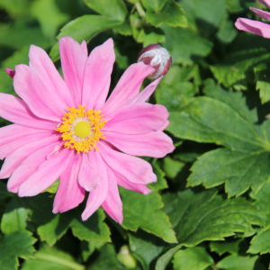 Japanese Anemone - 1 gal