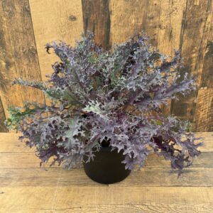 Ornamental Kale (4" pot) - Growers Choice - 3 for $10