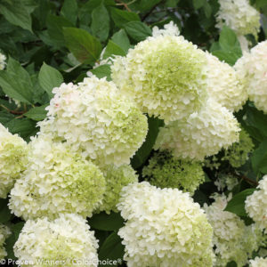 Hydrangea Standard 'Limelight' by Proven Winners (Tree form) 5/7gal
