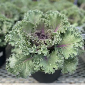 Ornamental Cabbage (10" pot)