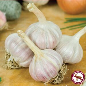 Garlic Bogatyr (pkg of 3 bulbs)