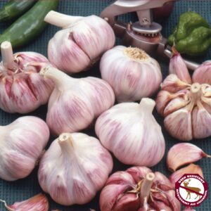 Garlic Duganski (pkg of 3 bulbs)