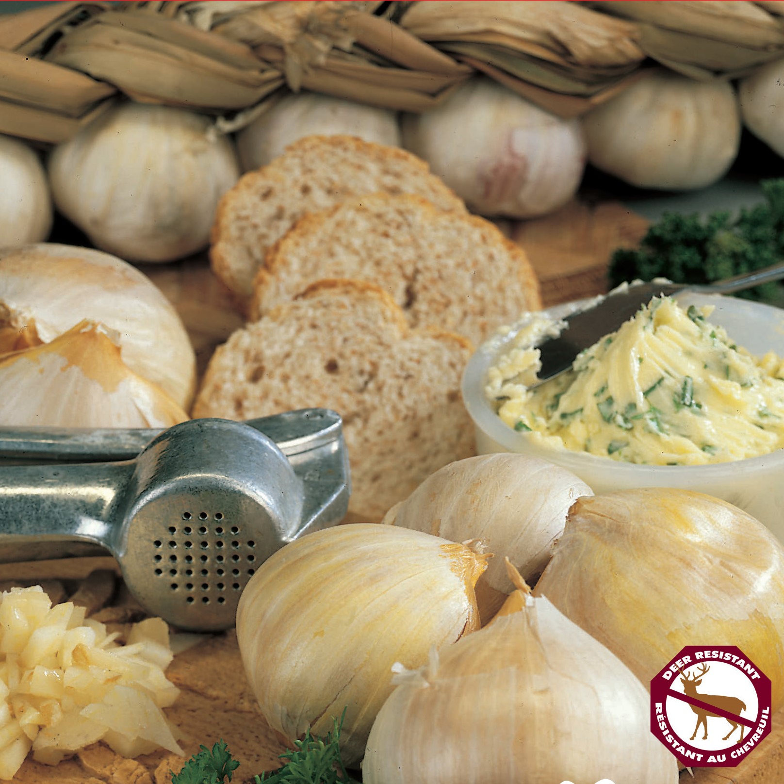 Garlic Elephant (pkg of 3 bulbs)