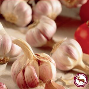 Garlic German Red (pkg of 3 bulbs)