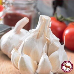 Garlic Music (pkg of 3 bulbs)