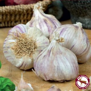 Garlic Siberian (pkg of 3 bulbs)