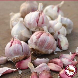 Garlic Spanish Roja (pkg of 3 bulbs)