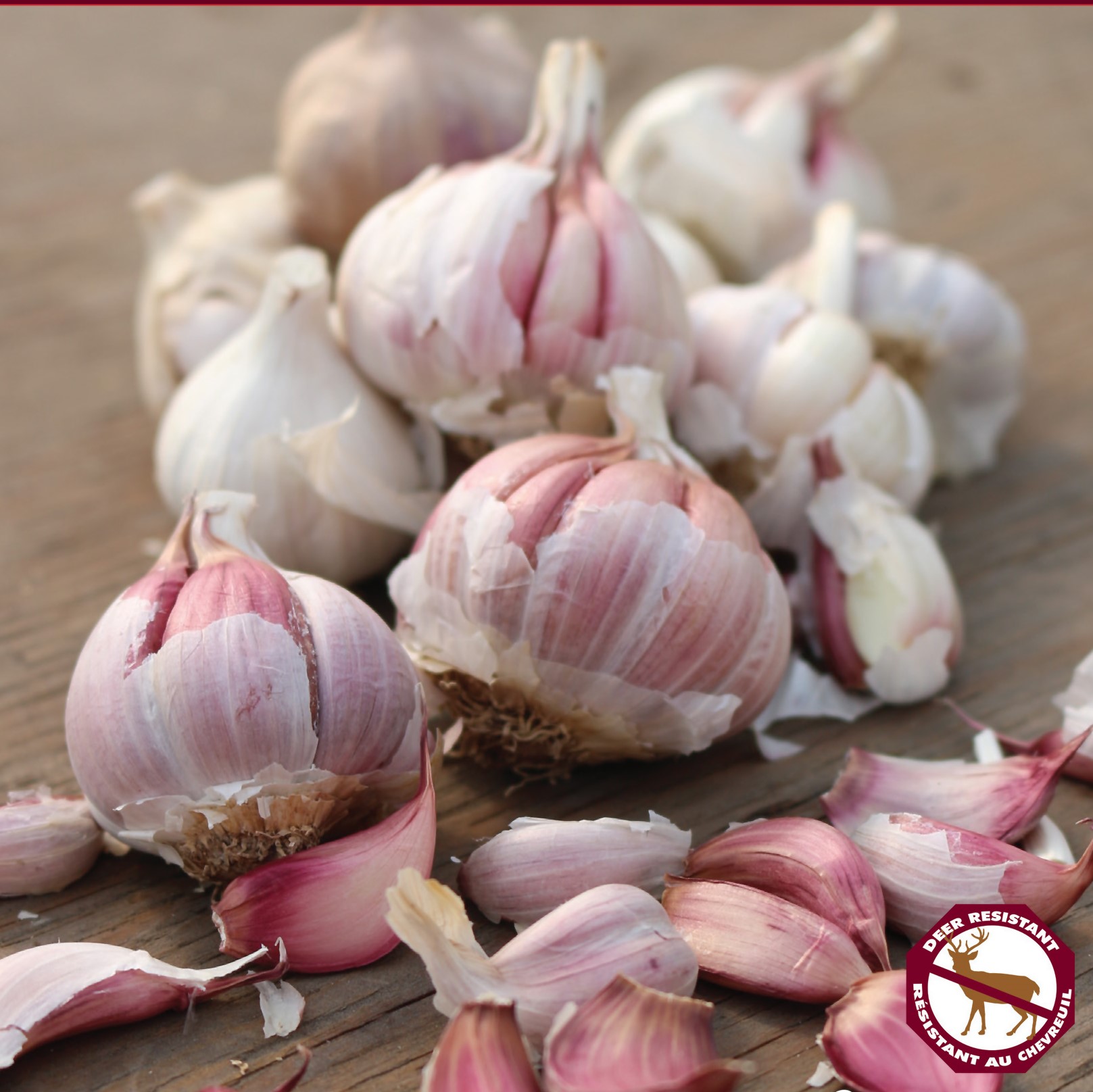 Garlic Spanish Roja (pkg of 3 bulbs)
