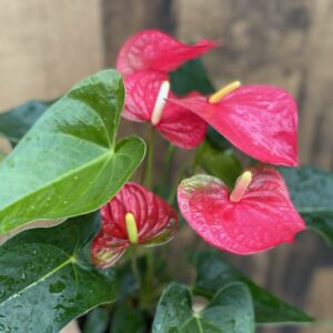 Anthurium Bowl (10" pot)