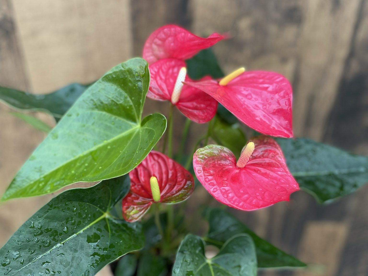 Anthurium Bowl (10" pot)