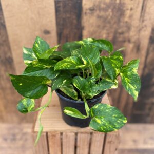 Assorted Pothos (6" pot) - Growers Choice