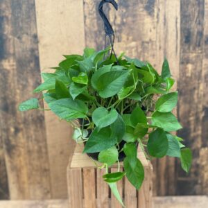 10" Pothos 'Jade' Hanging Basket