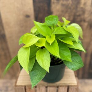 Pothos 'Neon' (6" pot)