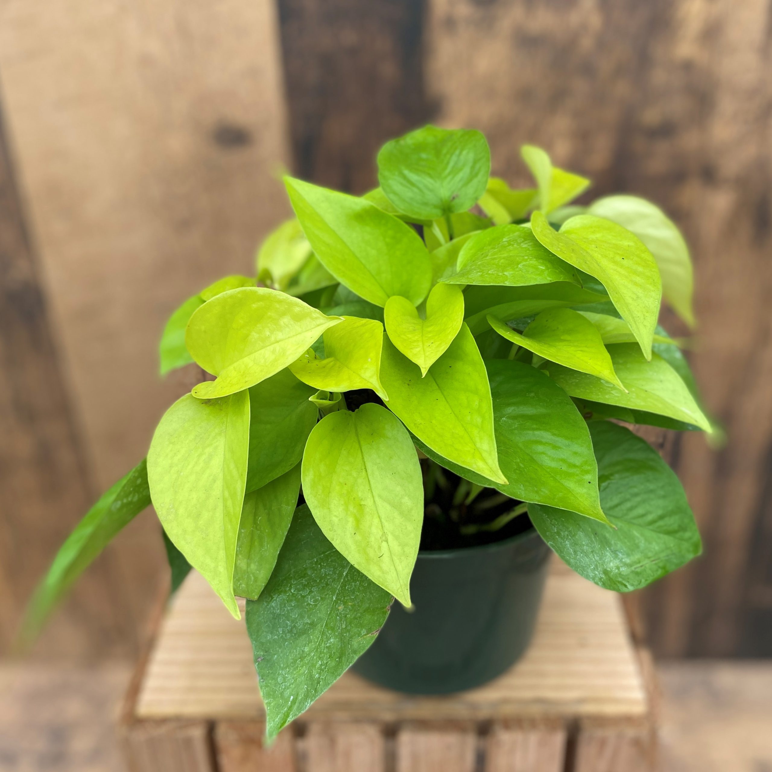 Pothos 'Neon' (6" pot)