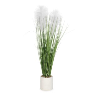 Graminae Plant in White Pot