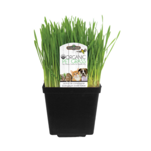 Pet Grass product image