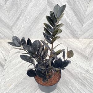 ZZ 'Raven' (6" pot)