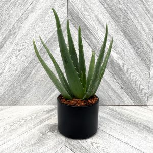 Our Featured Products