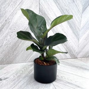 Our Featured Products