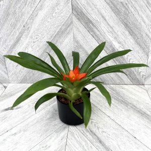 Our Featured Products