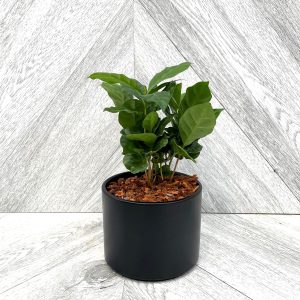 Our Featured Products