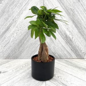 Our Featured Products