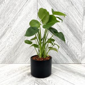 Our Featured Products