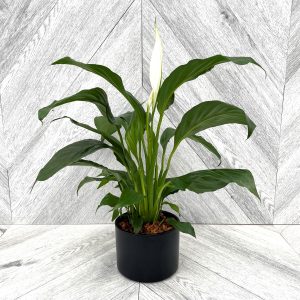 Our Featured Products
