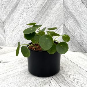 Our Featured Products