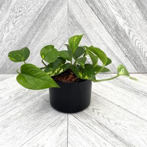 Our Featured Products