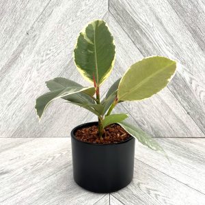 Our Featured Products