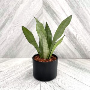 Our Featured Products