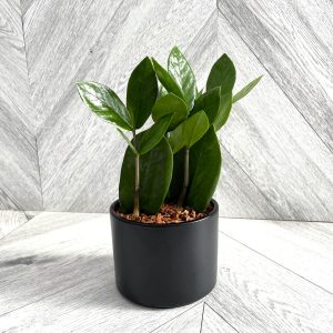 Our Featured Products
