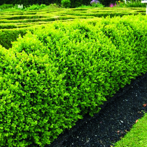 Boxwood Green Mountain product image