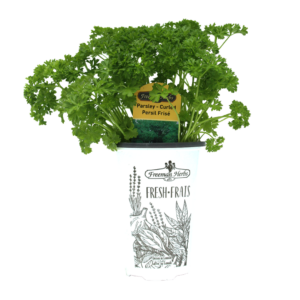 Curled Parsley plant product image