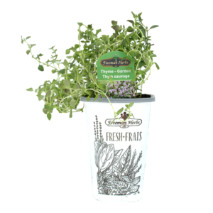 Thyme - garden plant product image