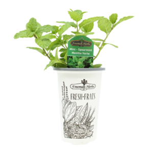 Spearmint Plant product image