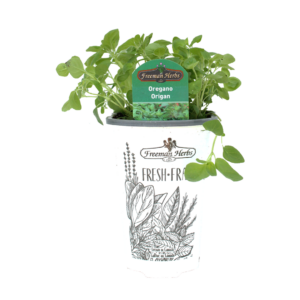 Oregano plant product image